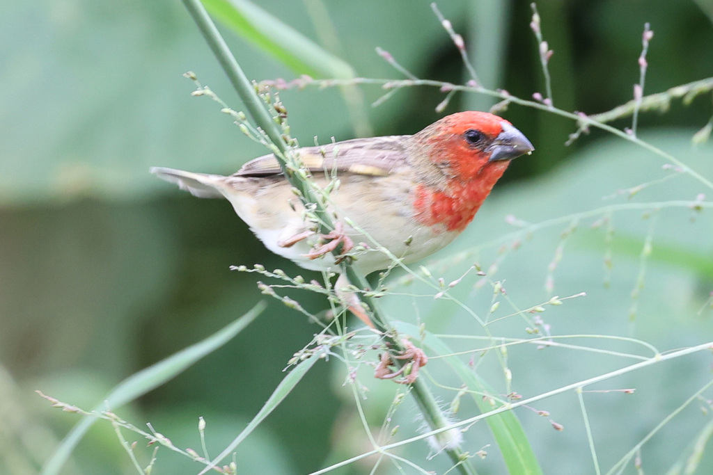 Cardinal Quelea