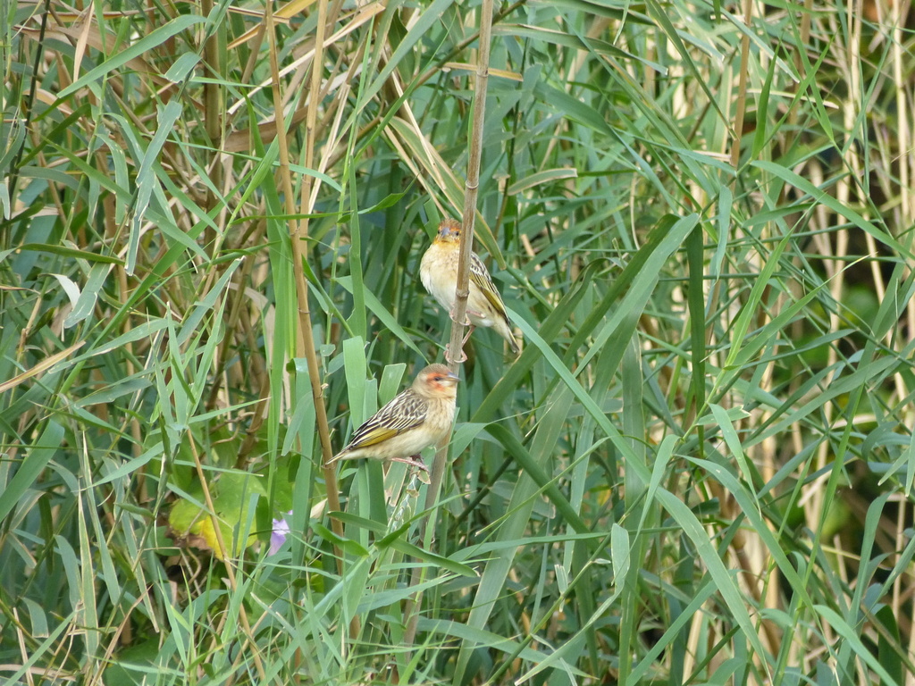 Red-headed Quelea