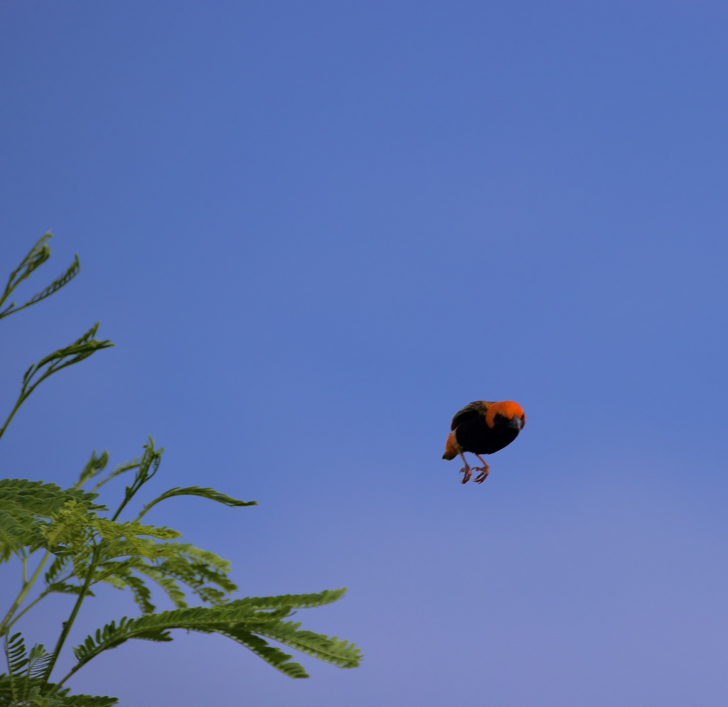 Zanzibar Red Bishop
