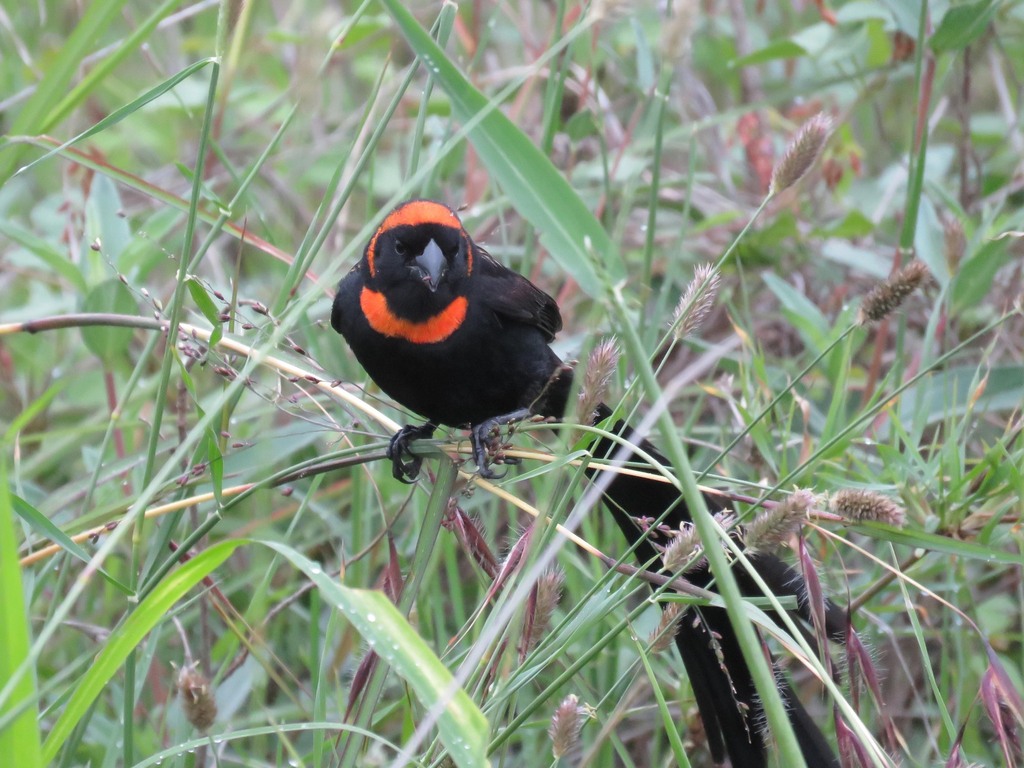 Red-cowled Widowbird