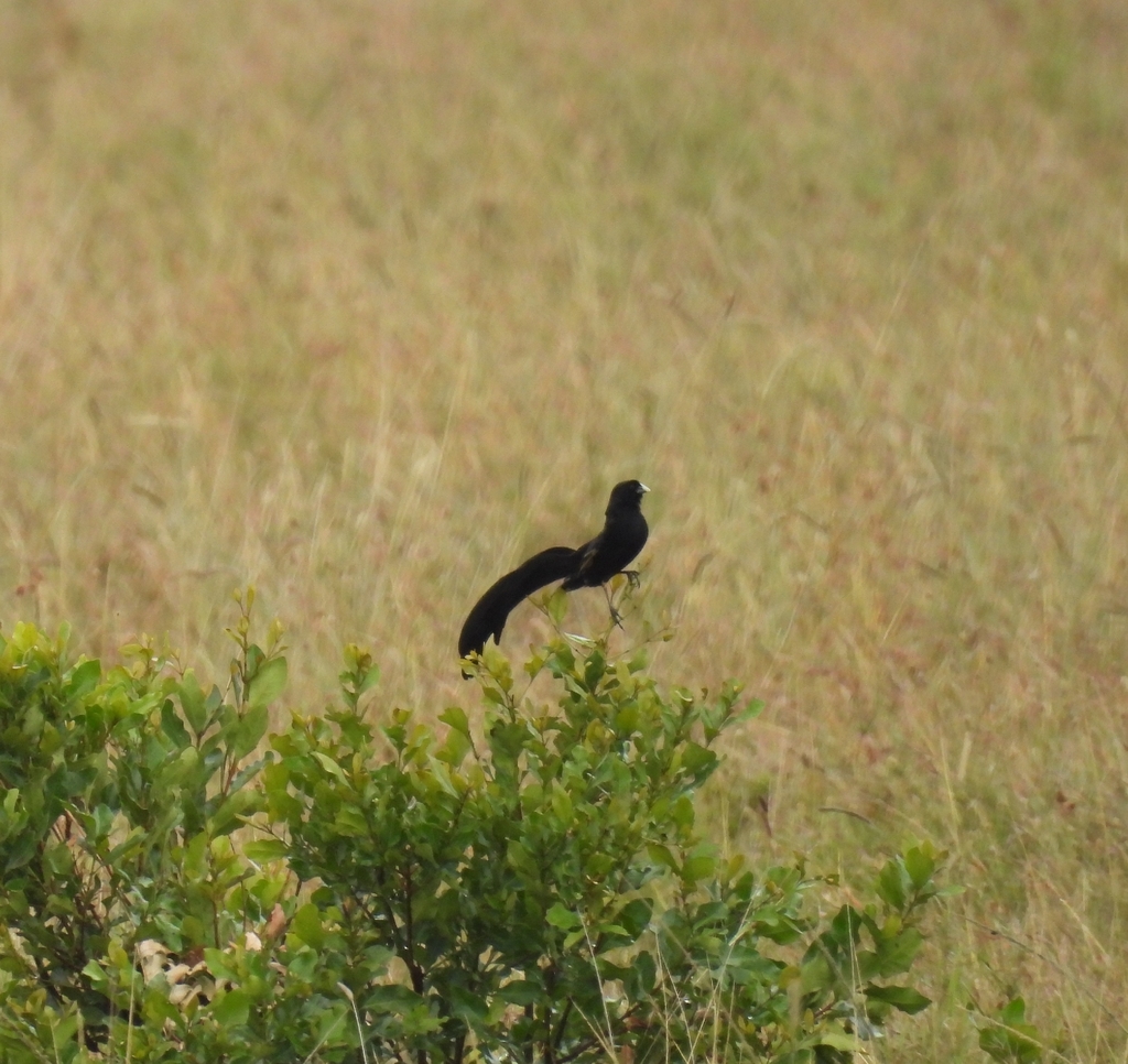 Jackson’s Widowbird