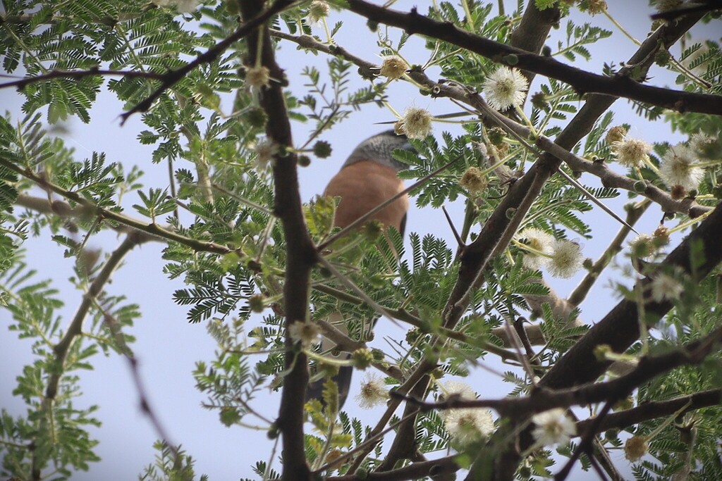 Grey-headed Silverbill
