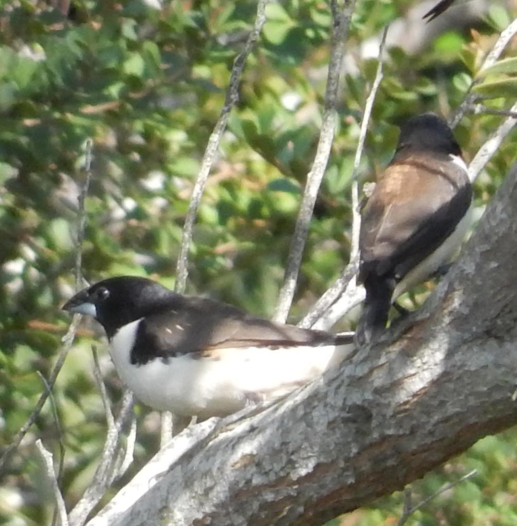 Magpie Mannikin