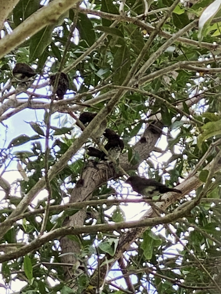 White-bellied Munia