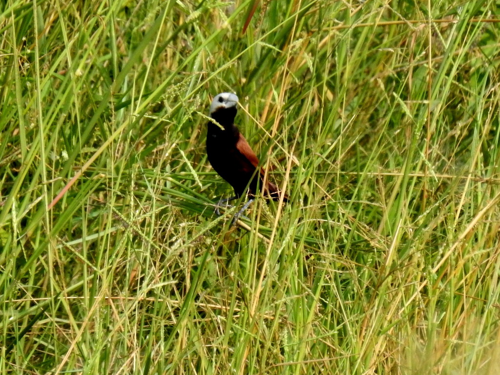 White-capped Munia