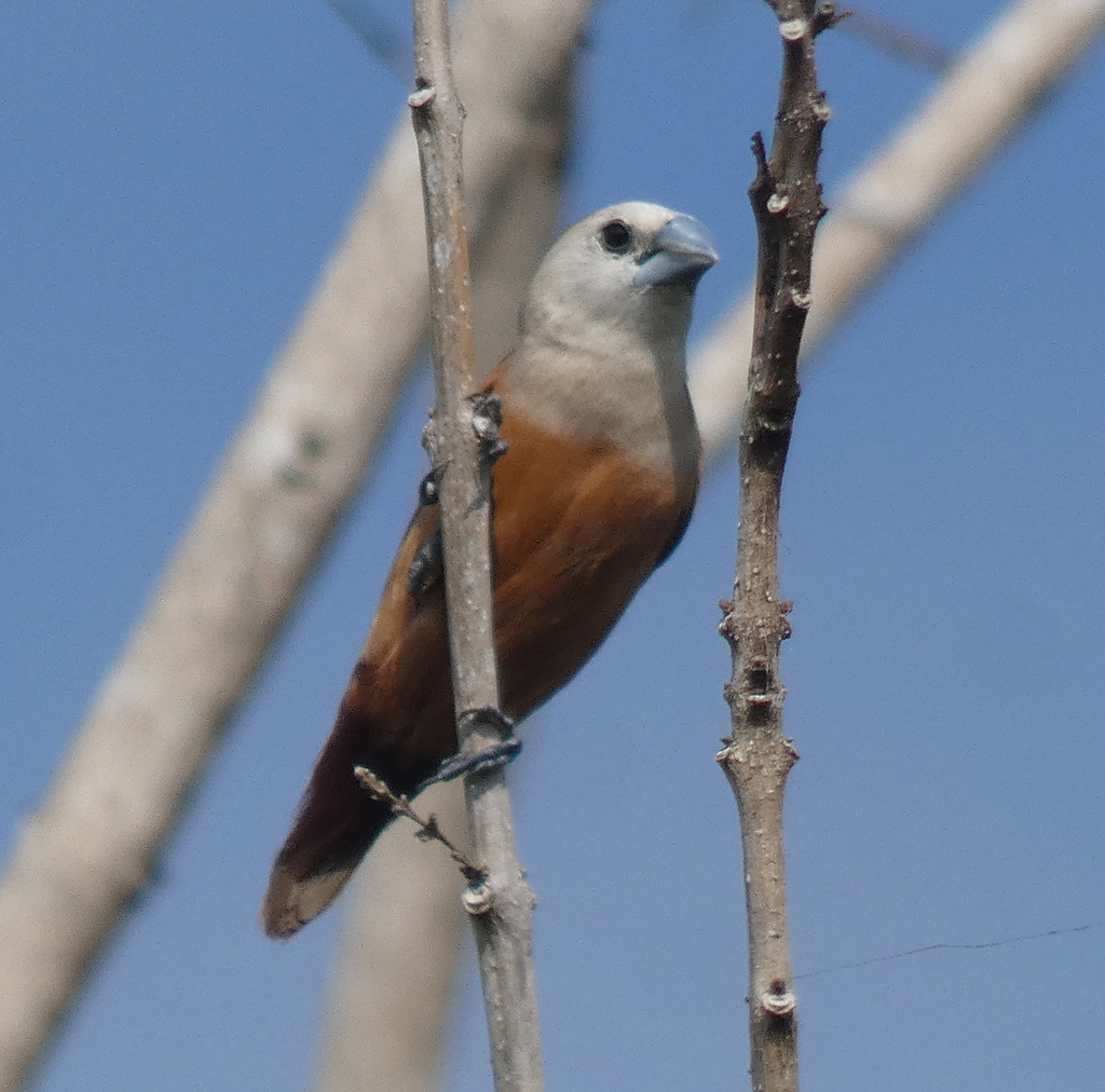 Pale-headed Munia