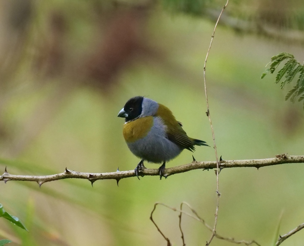 White-collared Oliveback