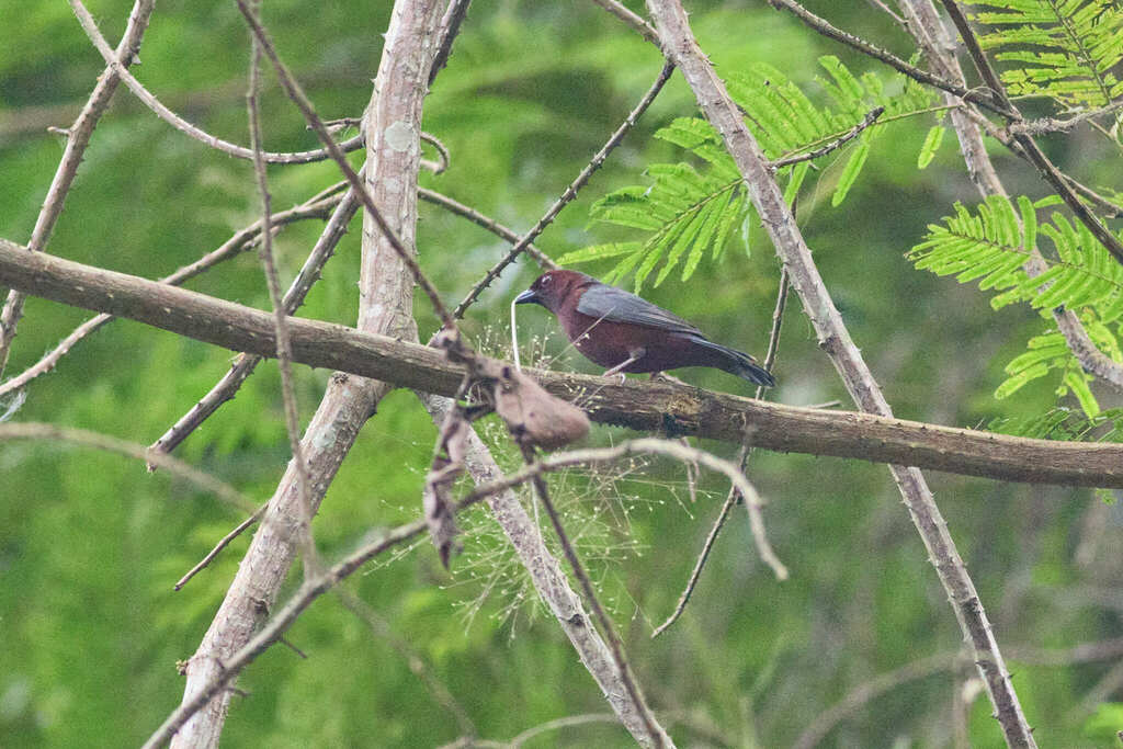 Chestnut-breasted Nigrita