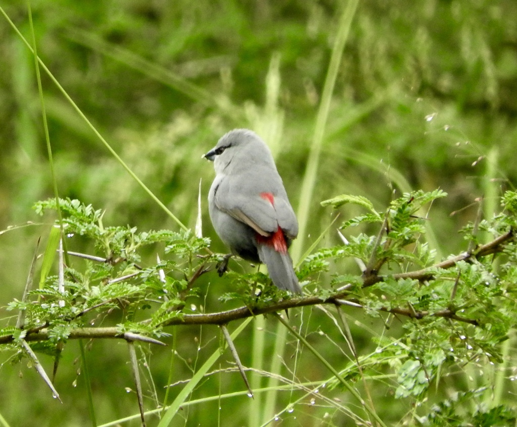 Grey Waxbill