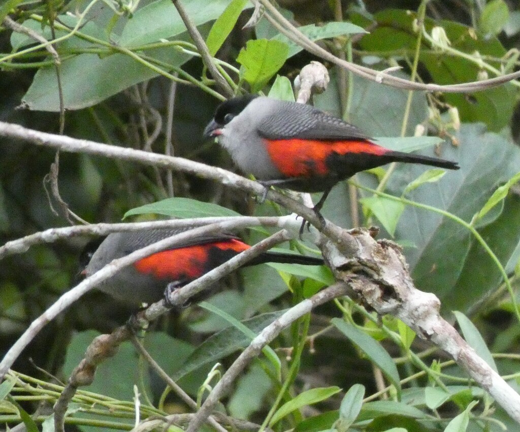 Black-headed Waxbill