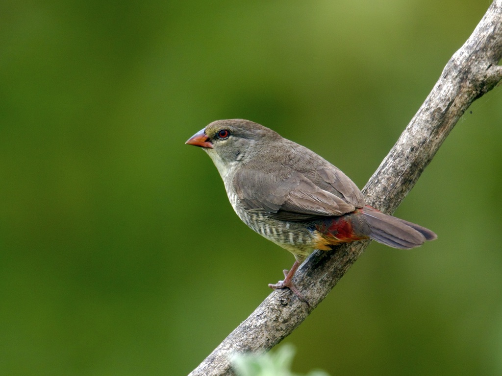 Orange-breasted Waxbill