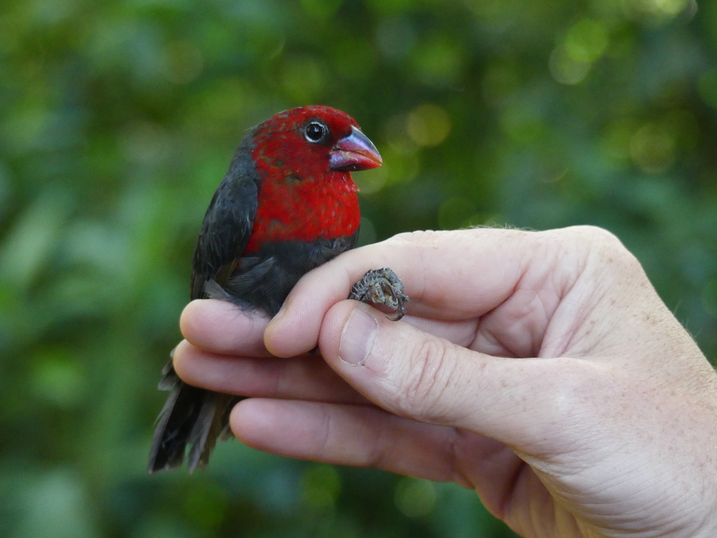 Red-headed Bluebill
