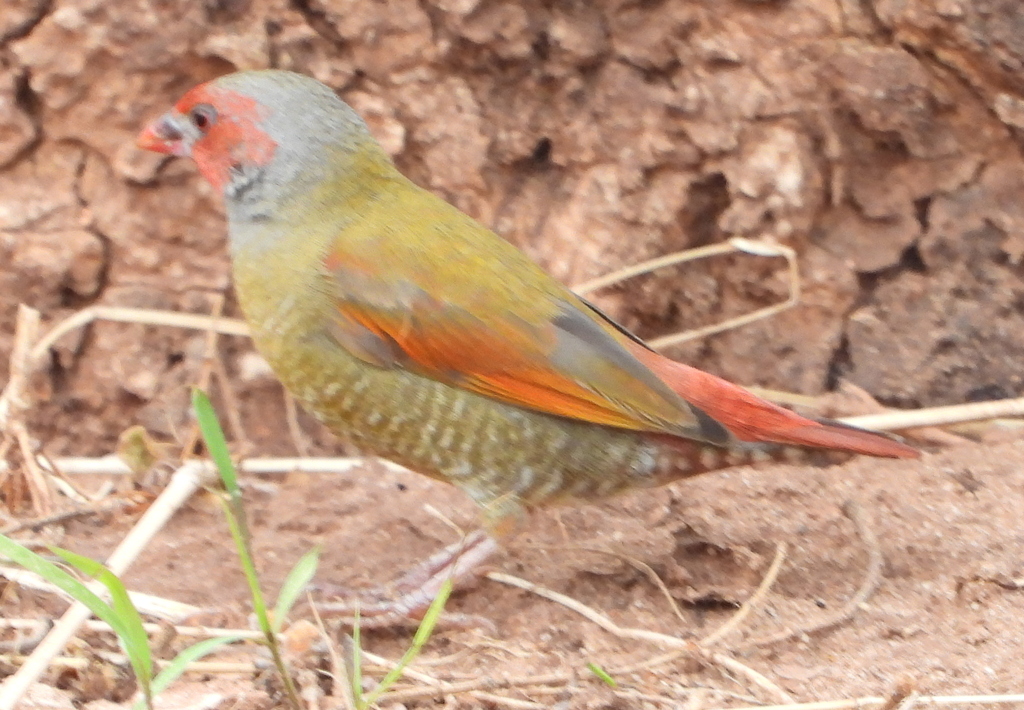 Orange-winged Pytilia