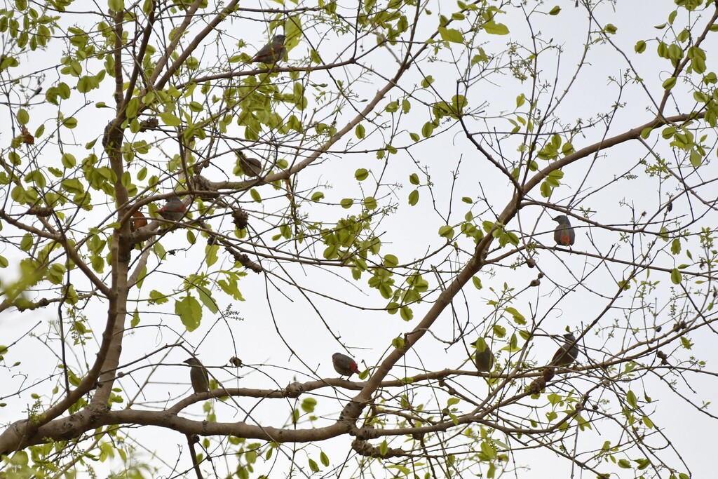 Red-winged Pytilia