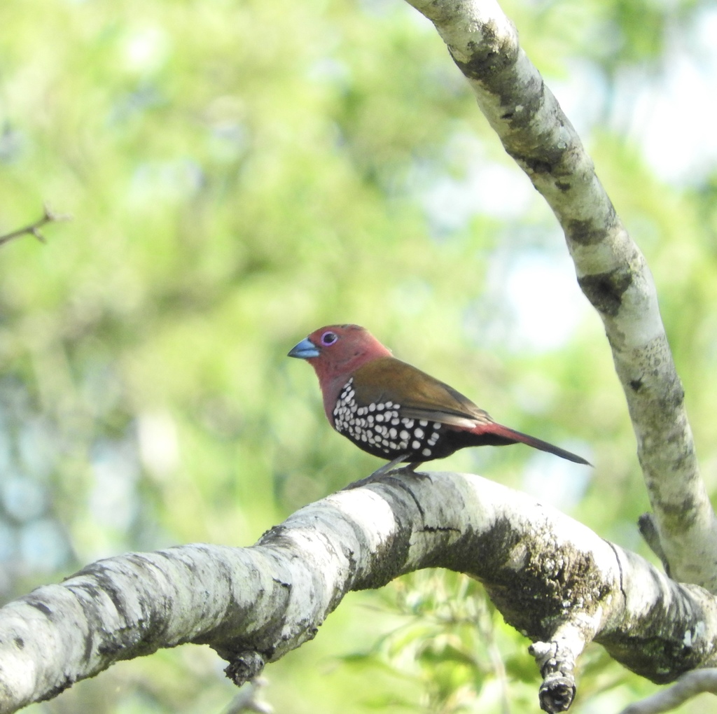 Pink-throated Twinspot