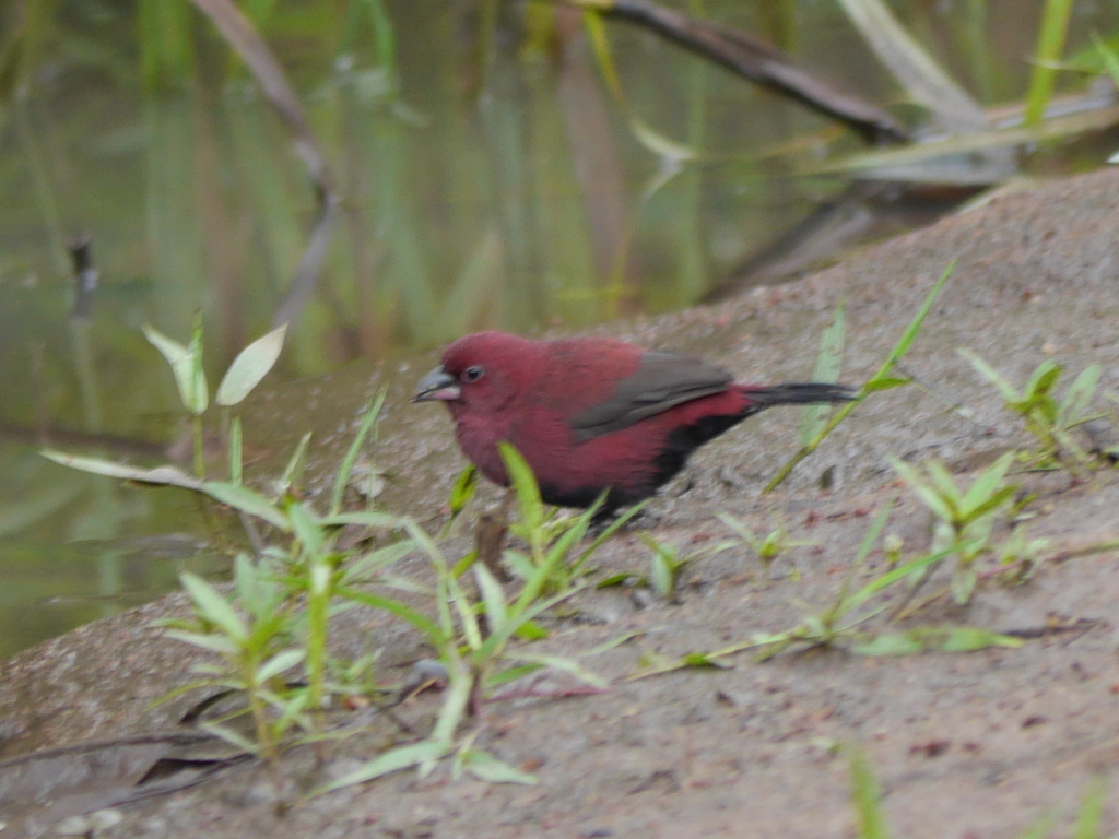 Black-bellied Firefinch