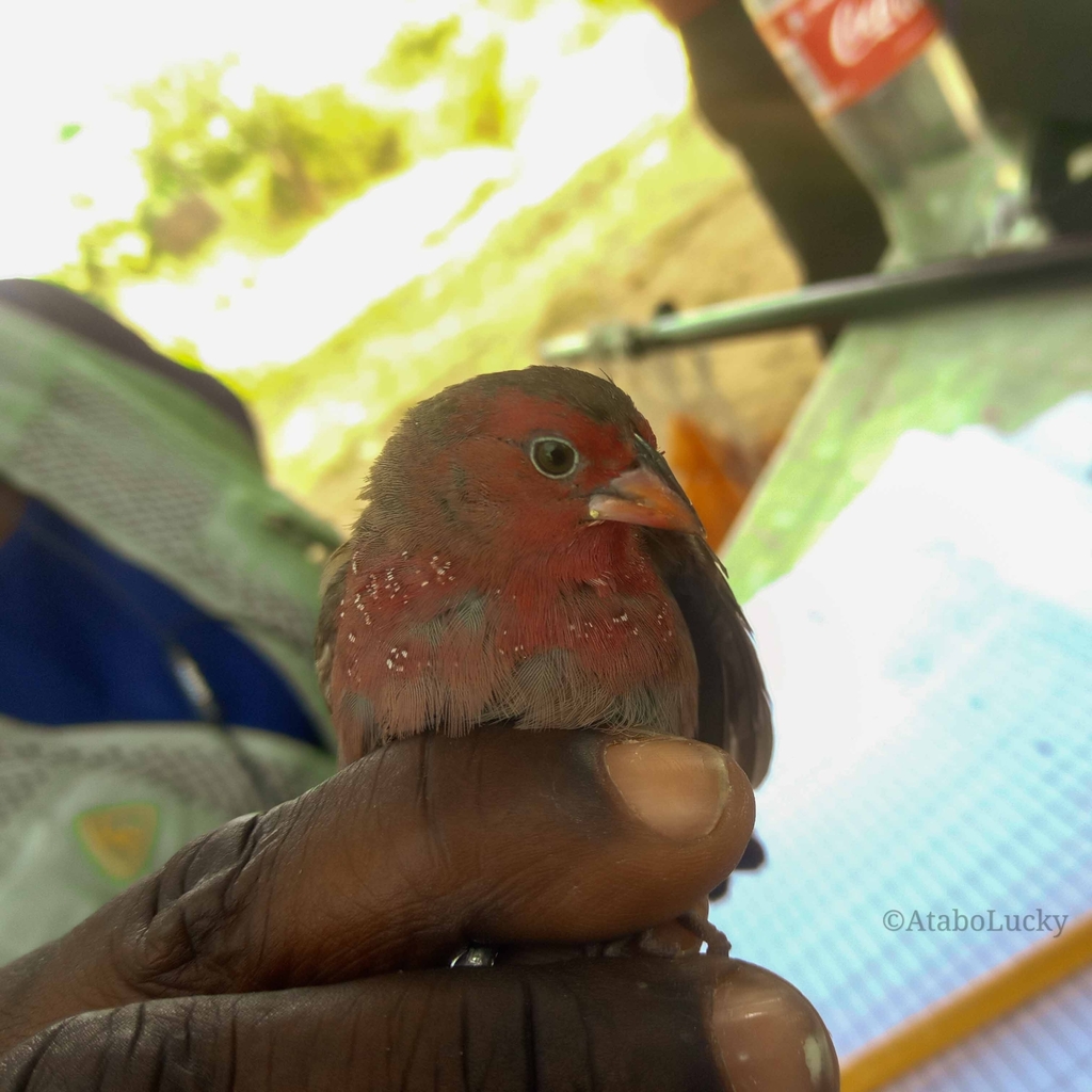 Bar-breasted Firefinch