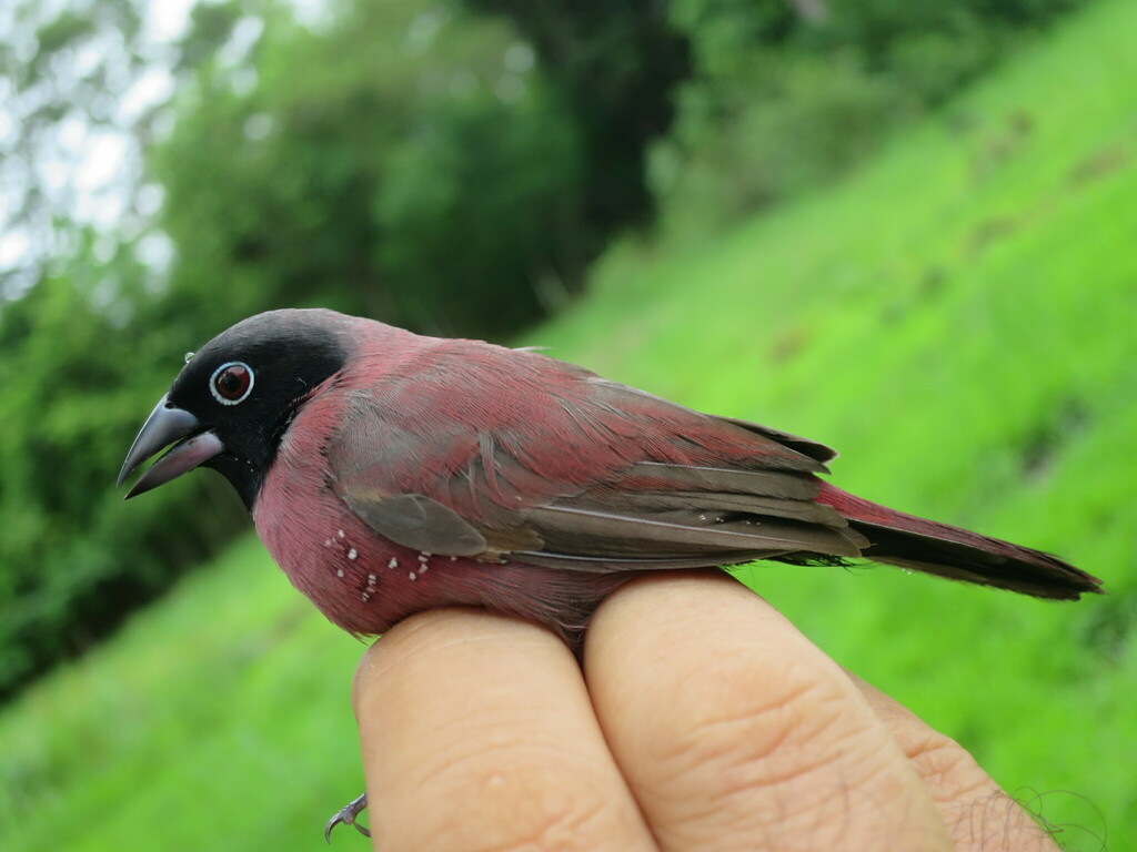 Black-faced Firefinch