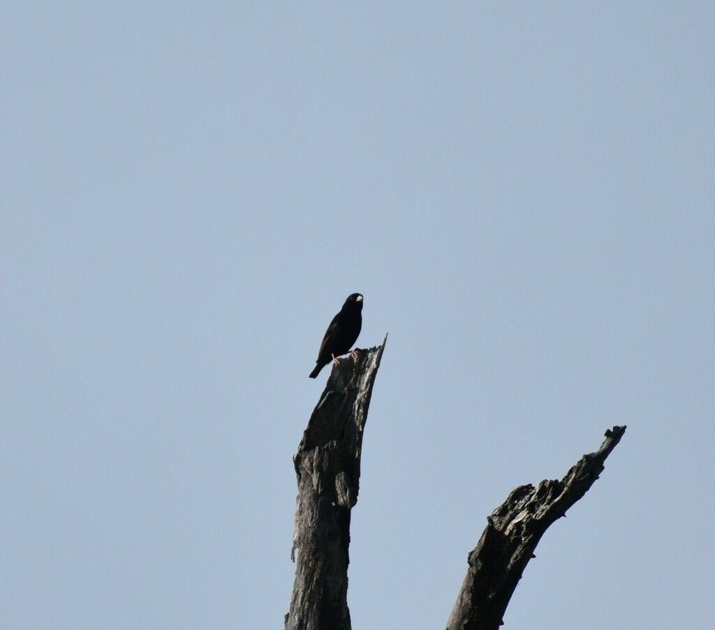 Purple Indigobird