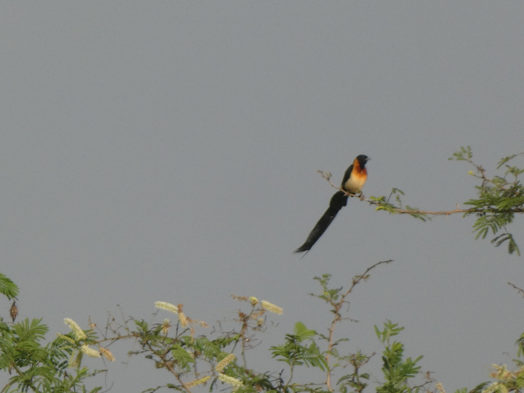 Sahel Paradise Whydah