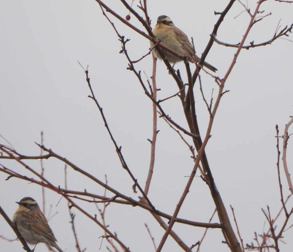 Acentor Siberiano
