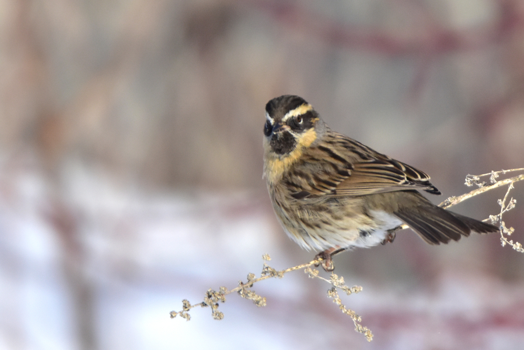 Black-throated Accentor