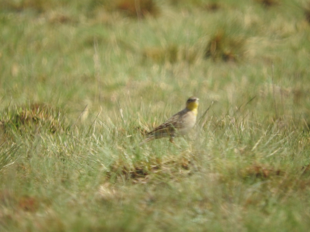 Yellow-breasted Pipit