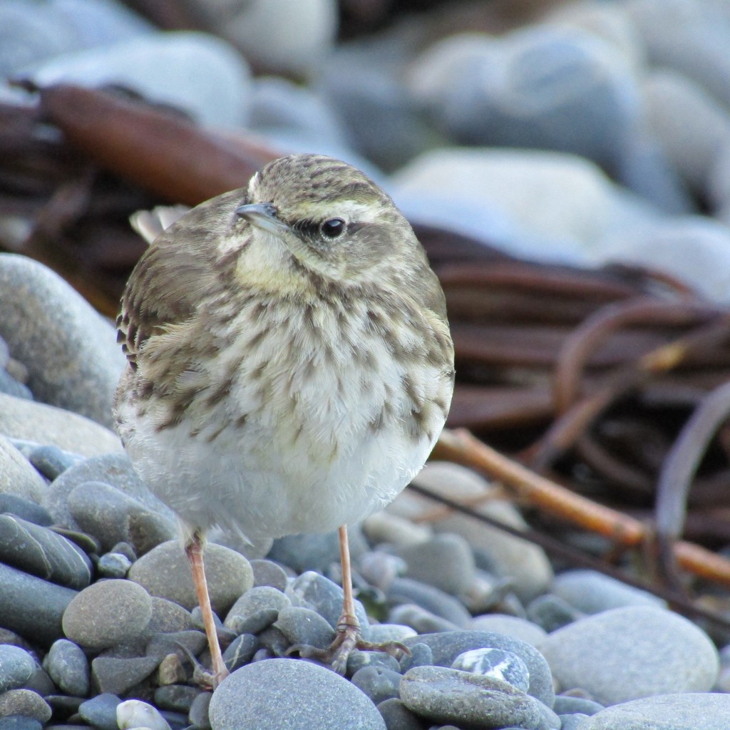 New Zealand Pipit