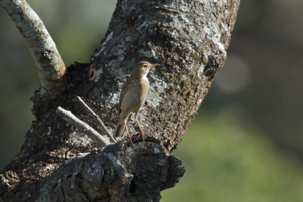 Wood Pipit