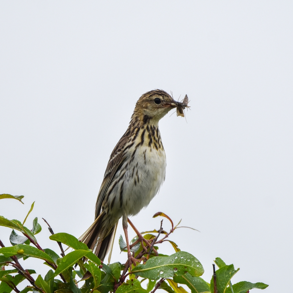 Pechora Pipit
