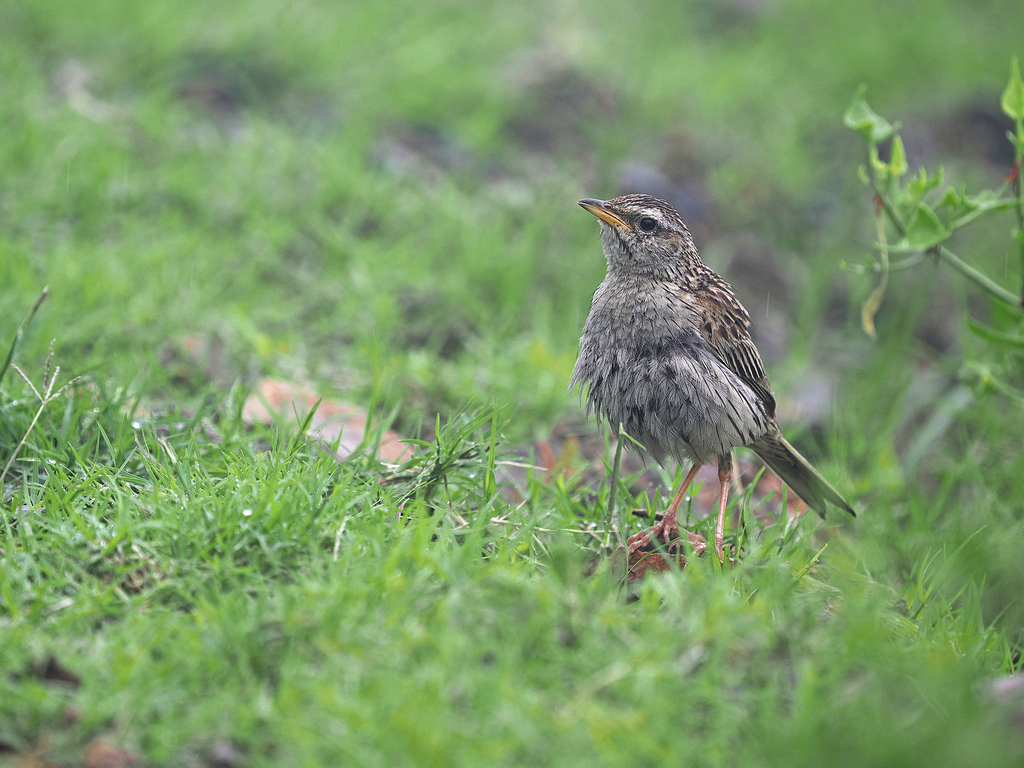 Upland Pipit