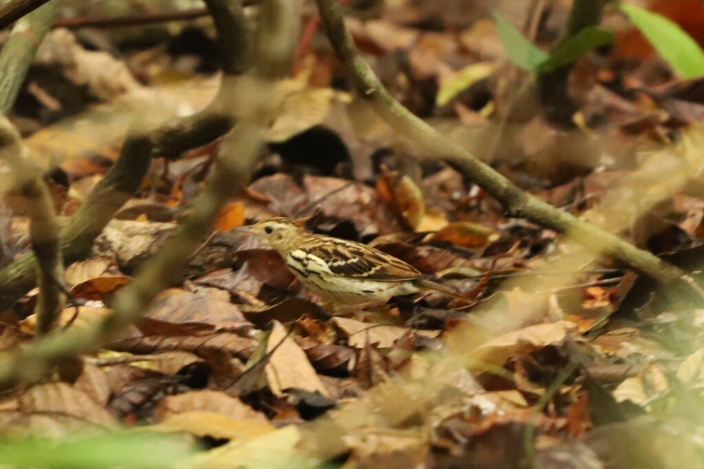 Sokoke Pipit