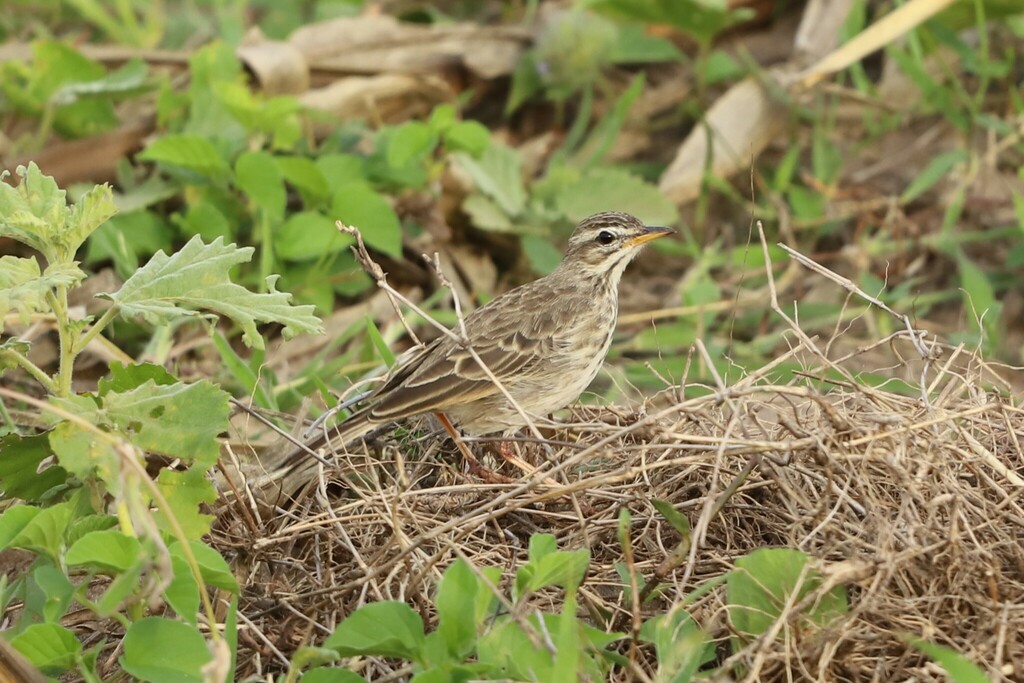 Malindi Pipit