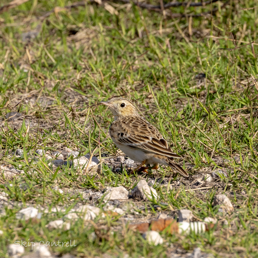 Sprague’s Pipit