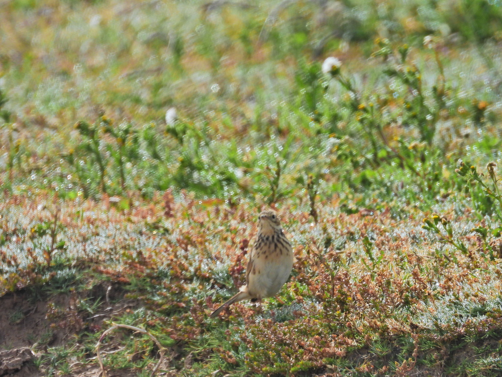 Puna Pipit