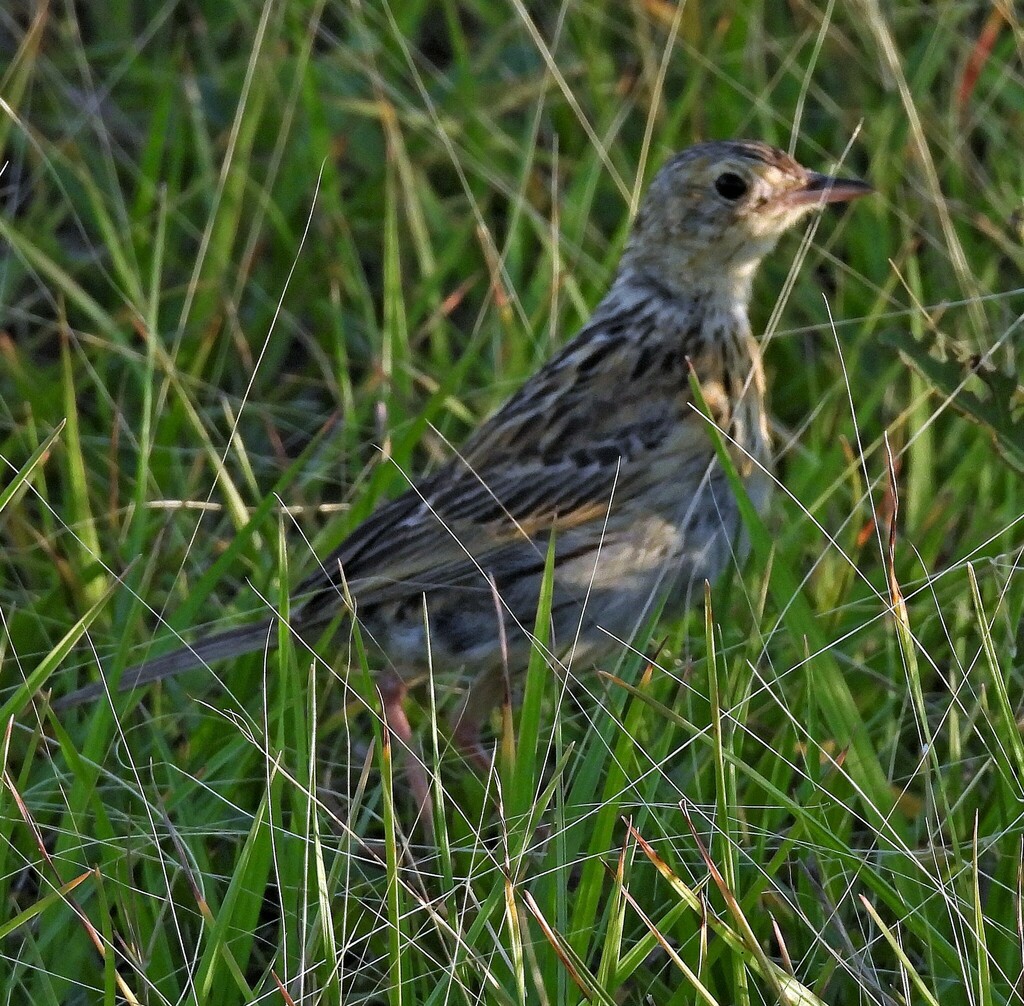 Ochre-breasted Pipit
