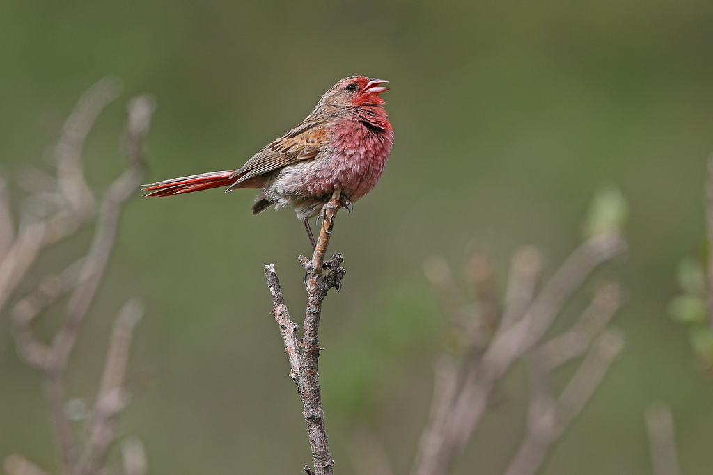 Przevalski’s Finch