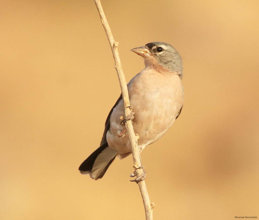 African Chaffinch