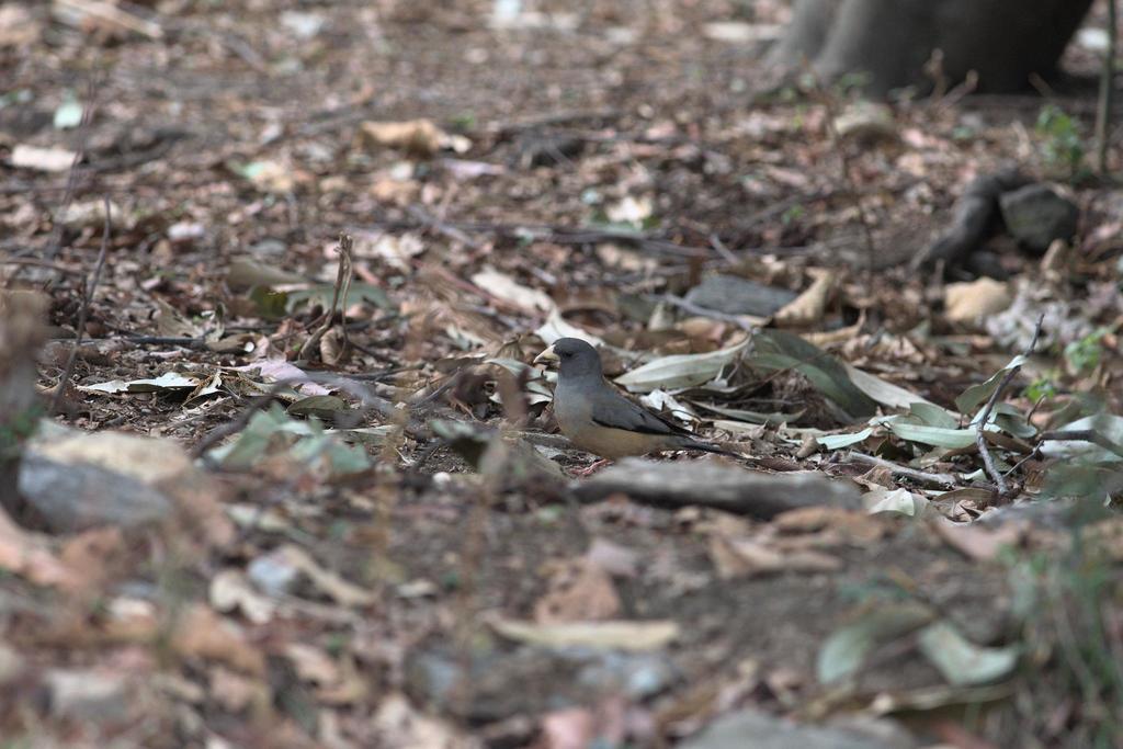 Black-and-yellow Grosbeak