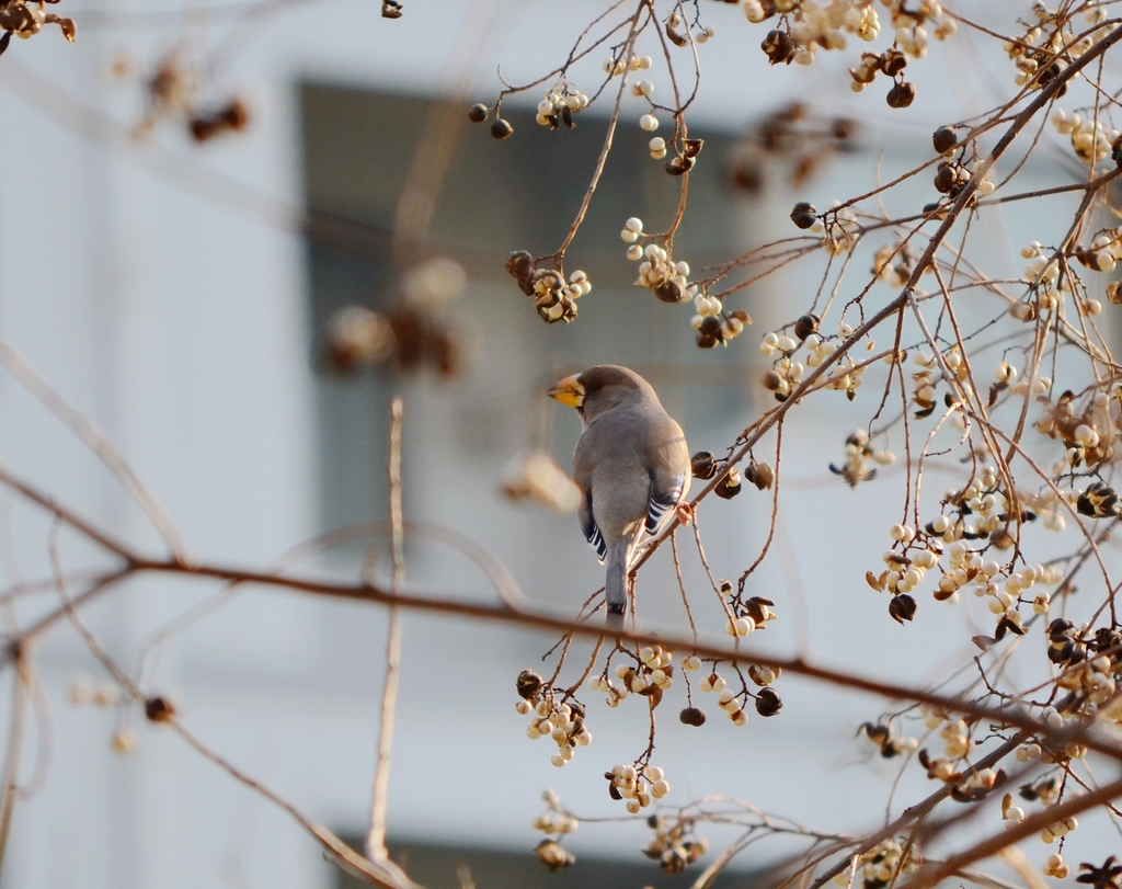 Chinese Grosbeak