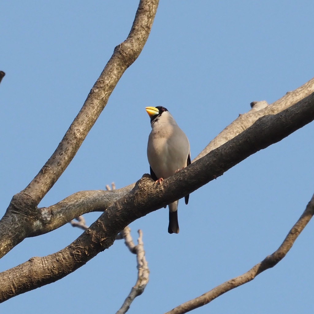 Japanese Grosbeak