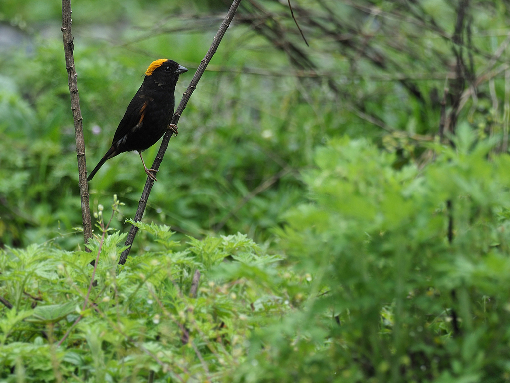 Golden-naped Finch