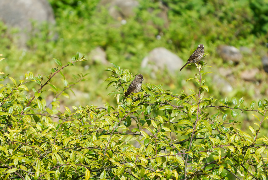 Sharpe’s Rosefinch