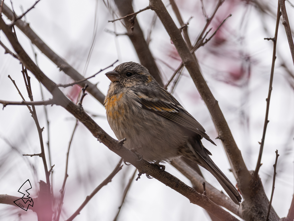 Three-banded Rosefinch