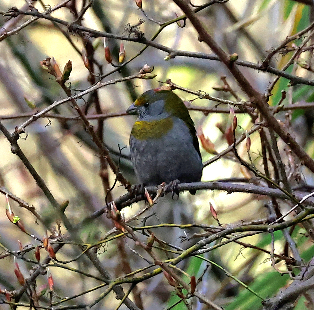 Crimson-browed Finch