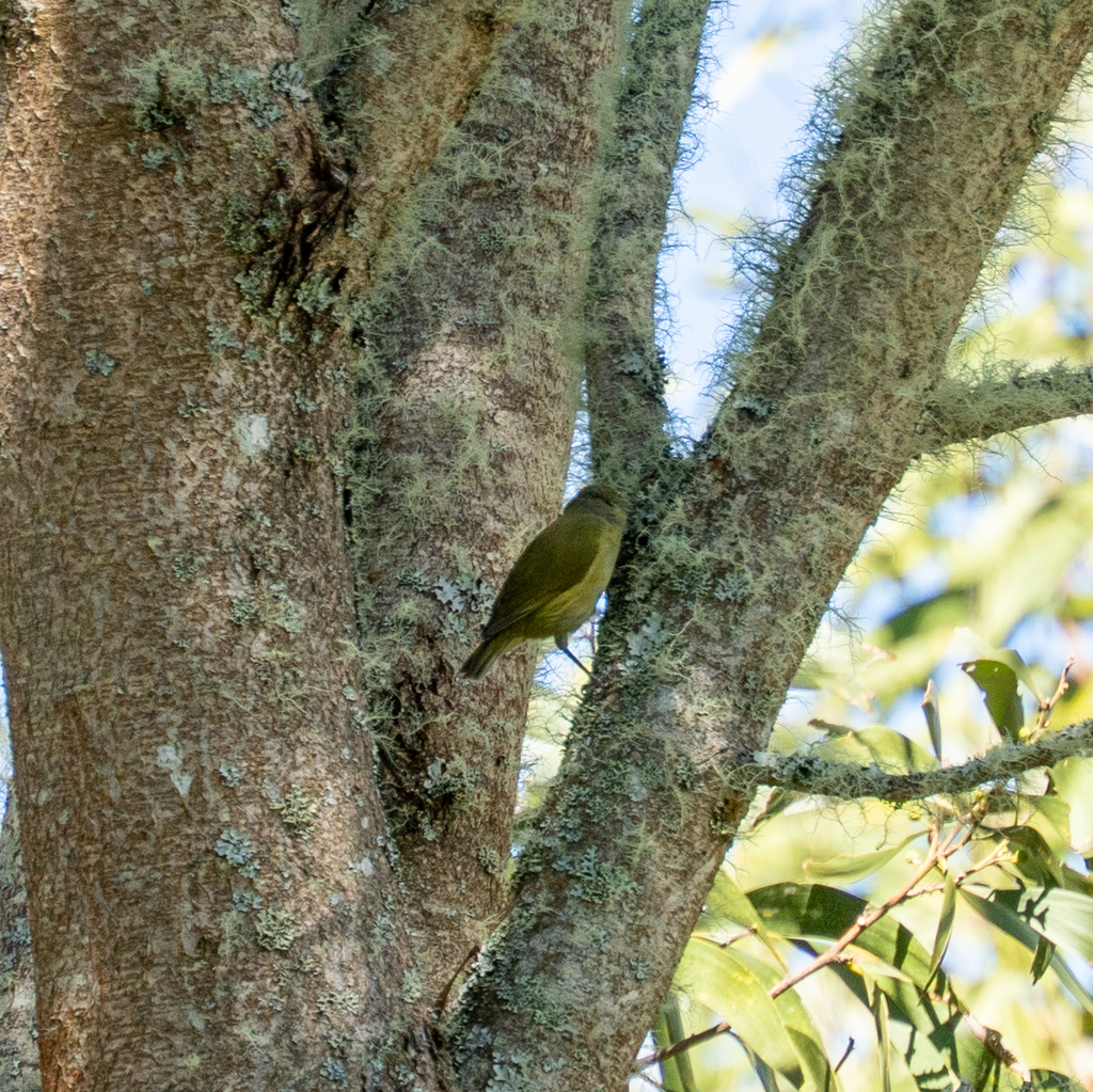 Hawaii Creeper