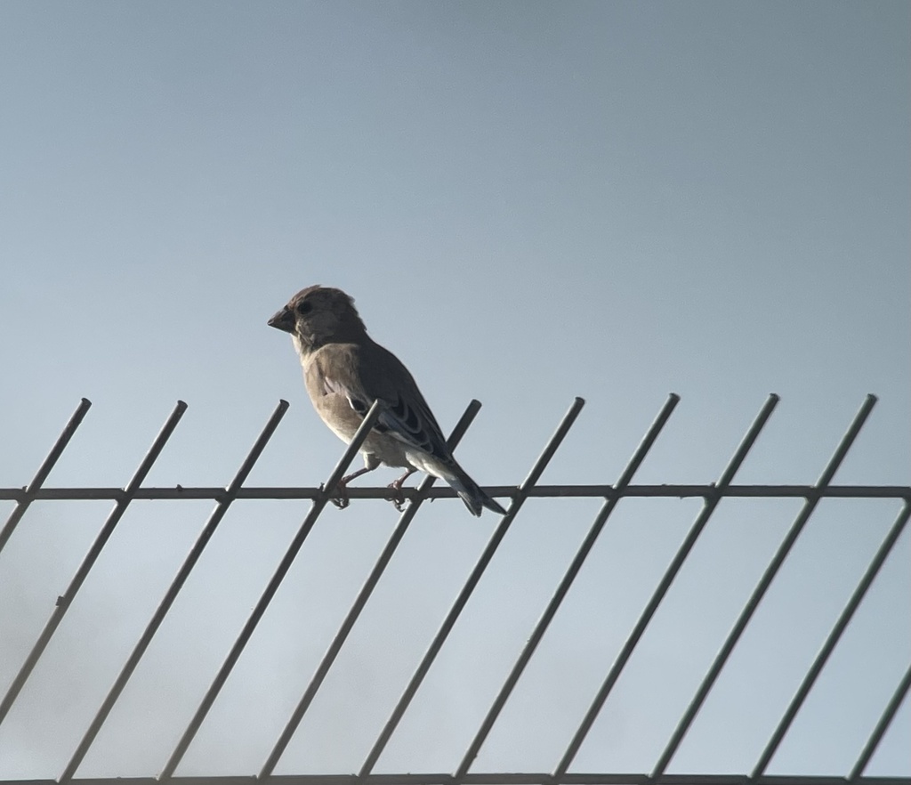 Desert Finch