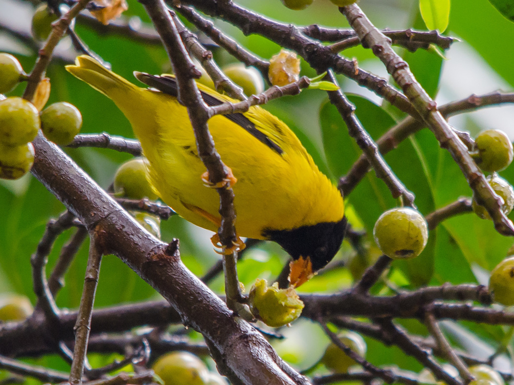 Oriole Finch