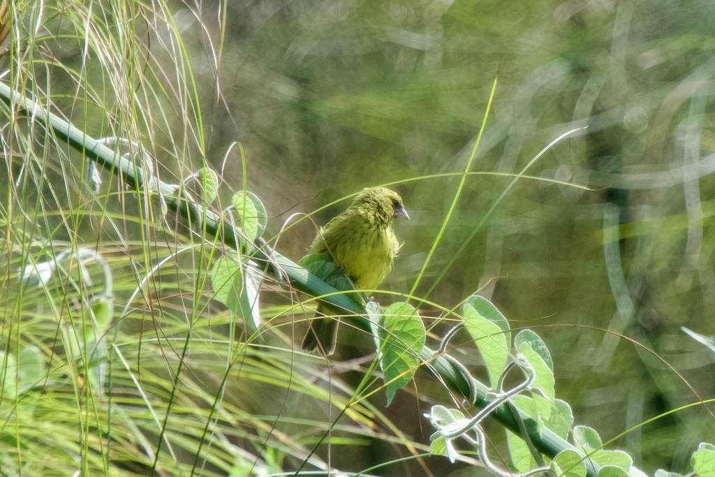 Papyrus Canary