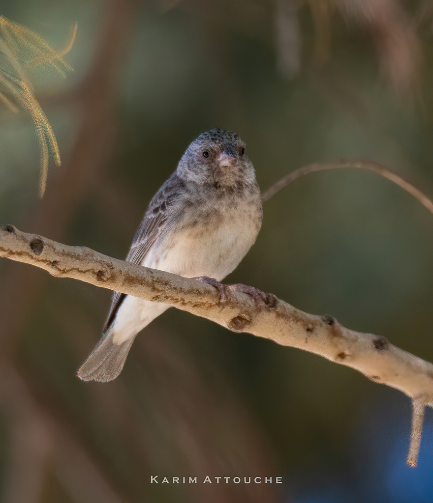 White-rumped Seedeater